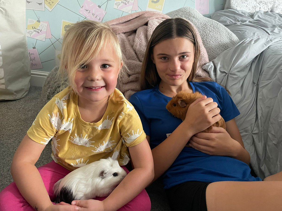 LancingPrepWthg's tweet photo. Following a very busy Open Morning on Saturday, Jeff and Nugget had fun at a sleepover with Mrs Fudge and her two daughters, Chloe and Harper. #lifeofaguineapig #anothersleepover #schoolguineapigs https://t.co/kxJ2OLY9db