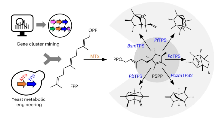 Nature Chemical Biology (@nchembio) on Twitter photo A new paper from <a href="/YaotaoD/">yaotao duan</a> <a href="/codrutaignea/">Codruta Ignea</a> <a href="/YoungZh14506832/">YongZhao</a> <a href="/s_kampranis/">Sotirios Kampranis</a> <a href="/KampranisLab/">Kampranis Lab</a> from <a href="/KU_PLEN/">Department of Plant & Environmental Sciences</a> <a href="/UCPH_Research/">University of Copenhagen Research</a> <a href="/novonordiskfond/">Novo Nordisk Foundation</a> finds a class of terpenoids with 16 carbon atoms in bacteria via gene mining with chemical characterization. Free to read at rdcu.be/dopJt A new paper from <a href="/YaotaoD/">yaotao duan</a> <a href="/codrutaignea/">Codruta Ignea</a> <a href="/YoungZh14506832/">YongZhao</a> <a href="/s_kampranis/">Sotirios Kampranis</a> <a href="/KampranisLab/">Kampranis Lab</a> from <a href="/KU_PLEN/">Department of Plant & Environmental Sciences</a> <a href="/UCPH_Research/">University of Copenhagen Research</a> <a href="/novonordiskfond/">Novo Nordisk Foundation</a> finds a class of terpenoids with 16 carbon atoms in bacteria via gene mining with chemical characterization. Free to read at rdcu.be/dopJt