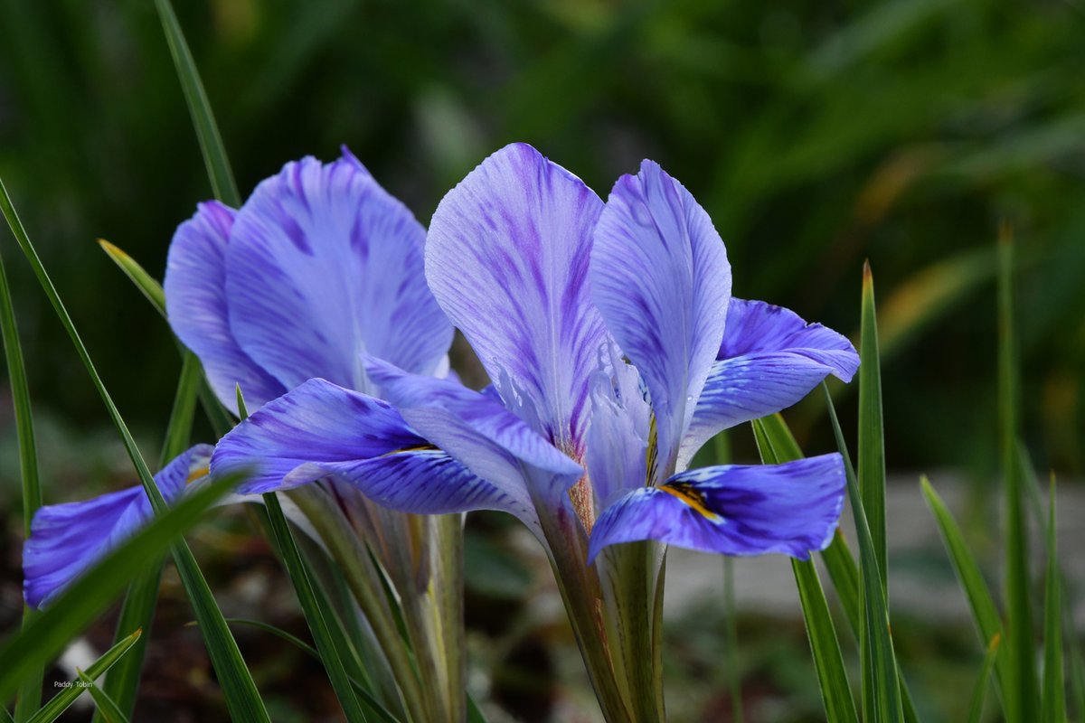 PaddyTobin5's tweet photo. Iris unguicularis 'Kilbroney Marble' is flowering especially well this year. https://t.co/0IpcTNidlF