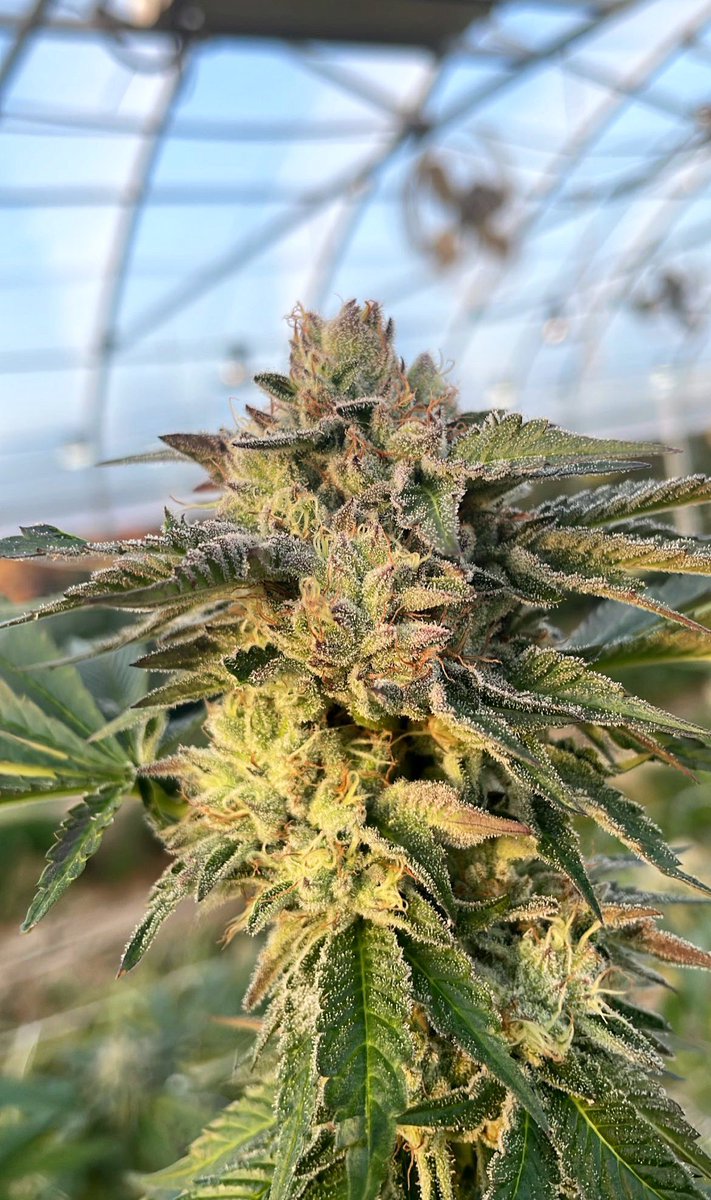 jaayxquisite's tweet image. #cannabis #indoorgrown #mando #liverosin #terps