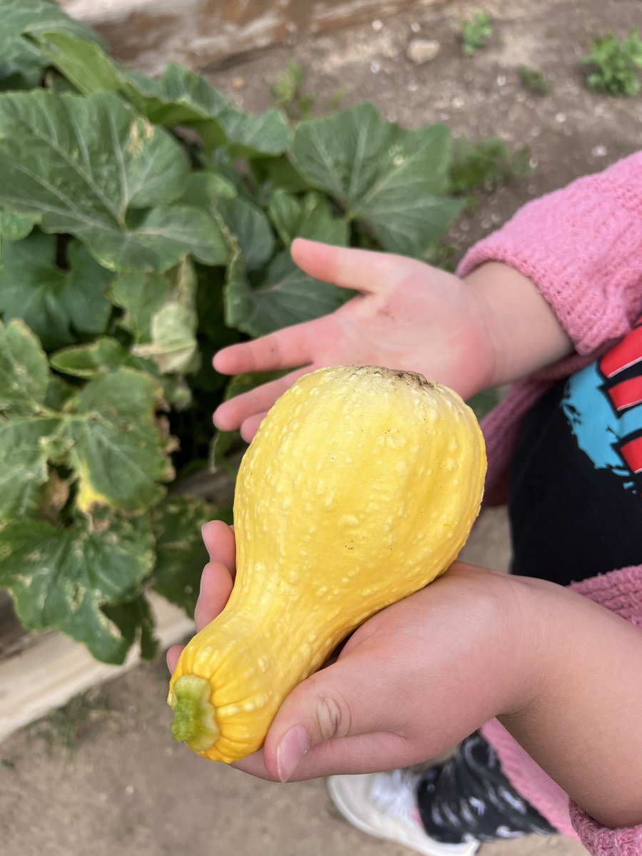 BelAir_LZ4's tweet photo. One of the best parts of NM: gardens still producing in October! #GeniusHour #GrowingWell #BelAirBengals #CommunitySchools #PAWSitivelyAwesome @APS_Elementary https://t.co/m0GEkoqM93