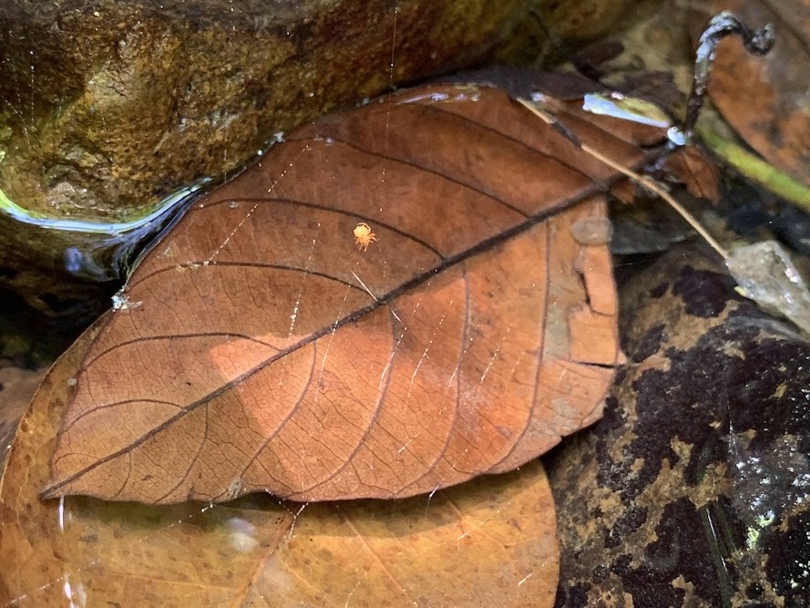 Luquillo LTER tweet media