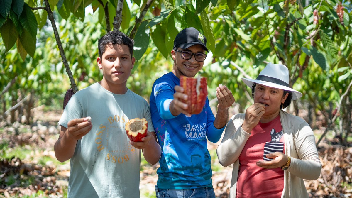 pipecuidacol's tweet photo. Esta mujer se convirtió en la mejor productora de #Cacao en el departamento del #Caquetá 

Conoce la  historia de Kelly gracias al @PAmazoniaMia  ya disponible en nuestro canal de #Youtube  https://t.co/bxVpESd1Ft https://t.co/xiE2TkCDMx