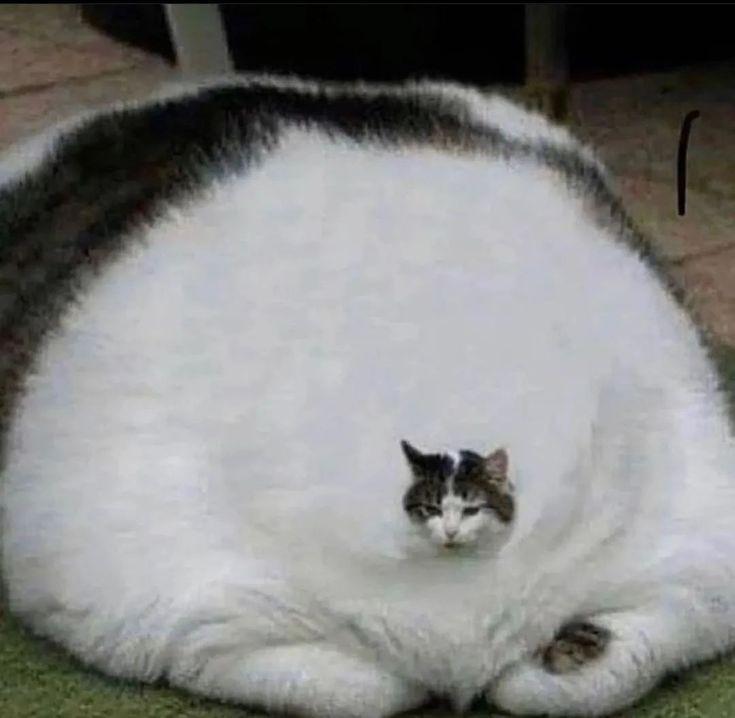 cat0finternet's tweet photo. ✨Blessing your feed with Chonkies

#cat #ChonkyCat https://t.co/c3Oi7zVzwq