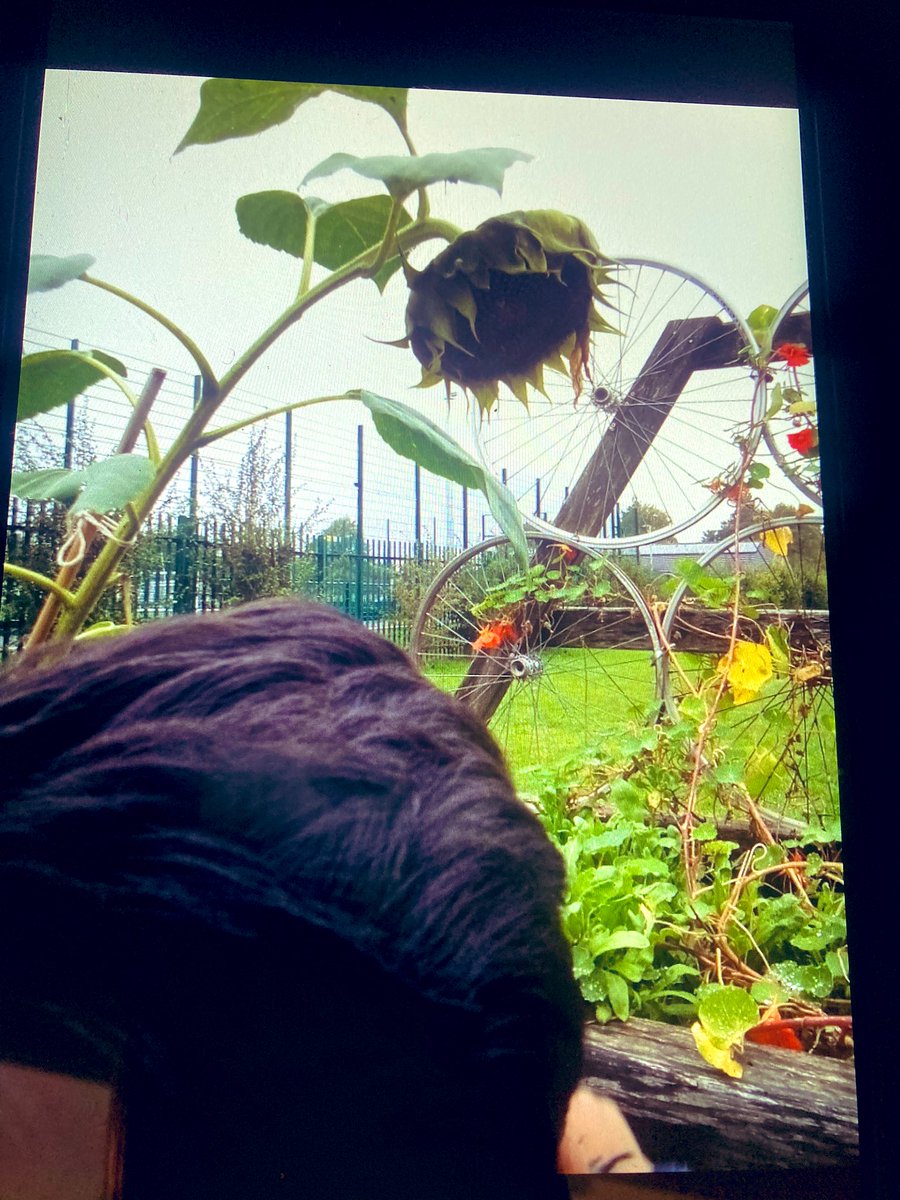 MissMossCTS's tweet photo. Conkers went on their first welly walk today. We found lots of things growing in the edible garden, watched the man working hard on the tractor in the football grounds, and enjoyed exploring on the large field! @CTS_Watford @headcherrytree 🥾 🌳 🌻 🍓 ⚽️ https://t.co/n7NSd1gVzg