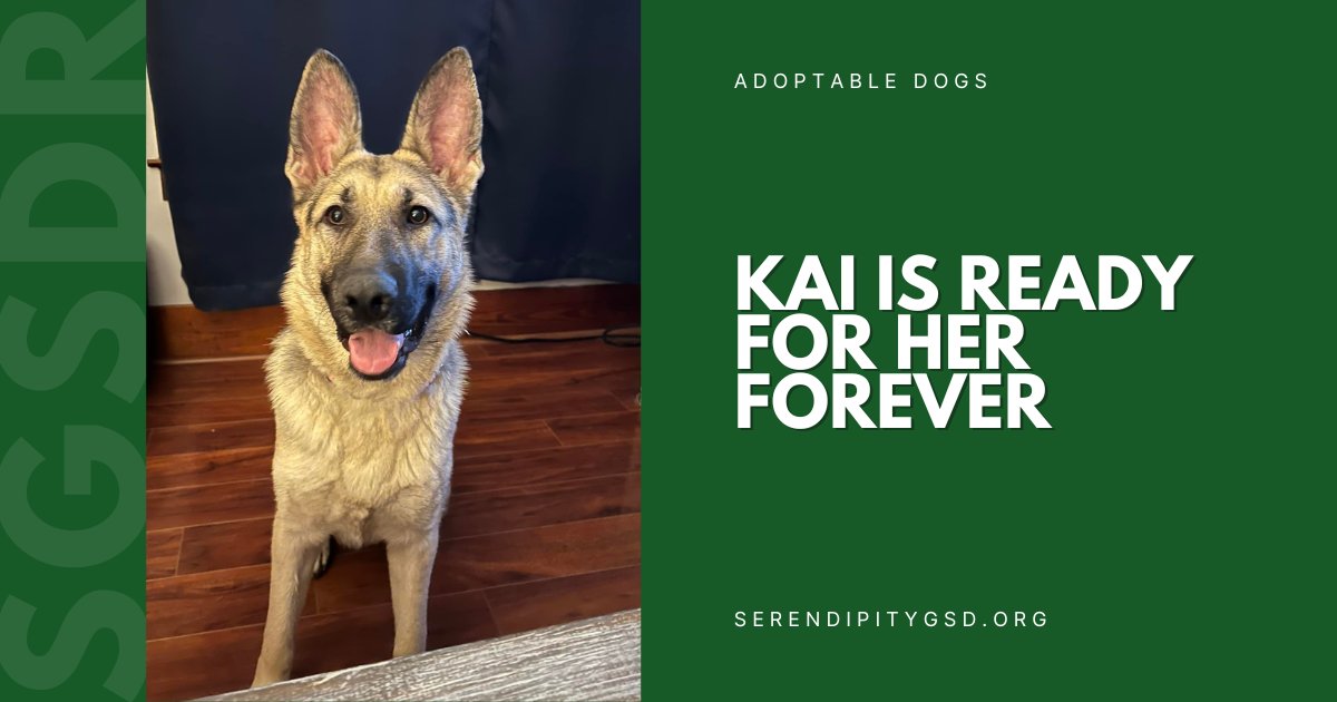 Kai is ready to find her forever home! Get to know our smarty-pants youngster on her profile at this link here: 👉ow.ly/3wB650PW6Yf
💚
#SGSDR #STLDogs #STLDogRescue #GSDRescue #GSDLove