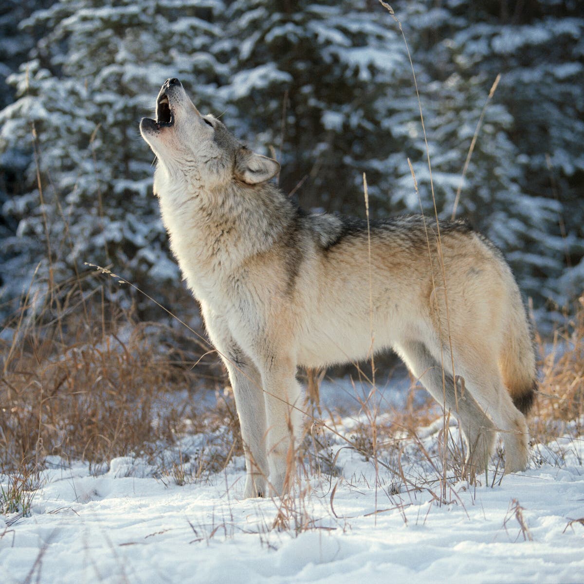 AyshahAwan's tweet photo. "America’s demonization &amp; slaughter of wolves has been going on for centuries – fed by myths, fairytales, Disney films and more – and continues today. This is our true forever war – the war on Nature."
Kim Heacox 
#SaveWolves  
#LetTheWolvesRunFree #StandForWolves  
#BanHunting https://t.co/HbRczIVDYR