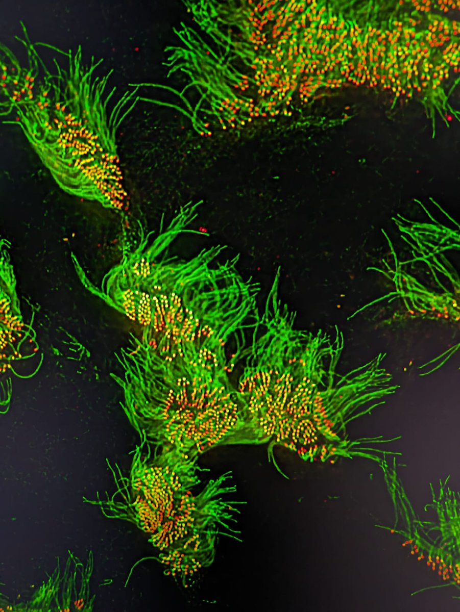 Amjad Horani tweet media