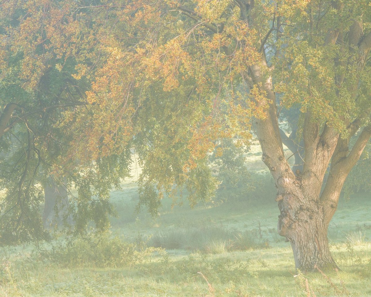 Dannykenealy's tweet image. I had a lovely morning today. Soft light and misty conditions.

#landscapephotography #AutumnVibes #mistymorning