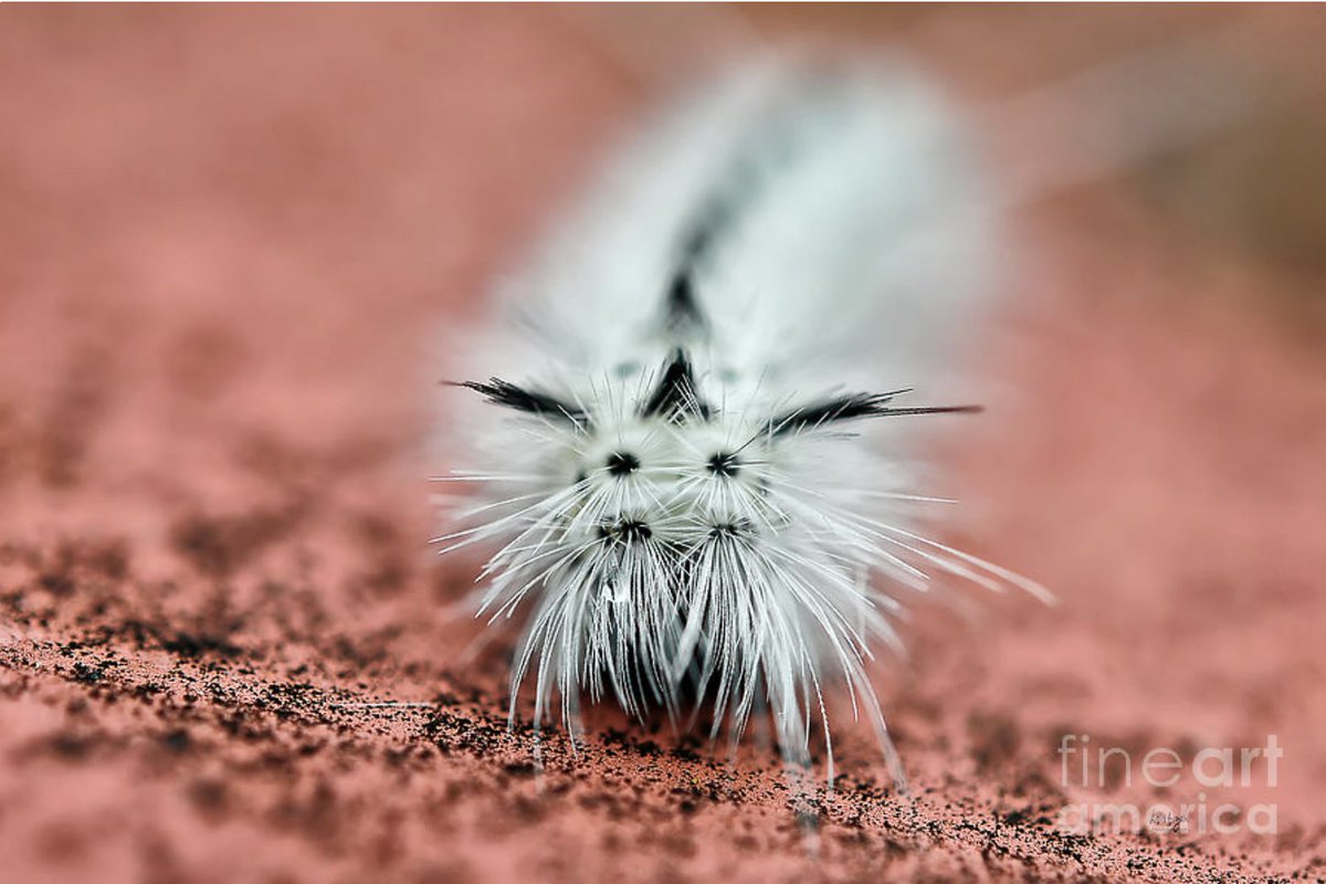 LoisBryanPhotog's tweet photo. "Awww Don't Cry" won the 10/10 Fine Art America contest "We Are The Weirdos." Tnks to contest admin James Dower & all who voted for my image. Congratz to the other winners! https://t.co/FSbiO23dq0 #art #giftideas #buglovers #bugs #insects #caterpillars #LoisBryan #cute #tears https://t.co/l8wykAWGQi