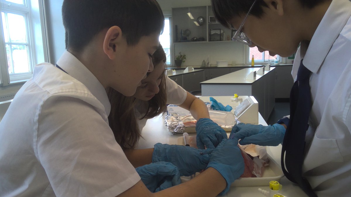 RadnorHouseTW's tweet photo. ⚠️Not for the squeamish! ⚠️
The Disgusting Science Club enthusiastically dissected a lung last week at Friday lunchtime! 🥼🫁🧑🔬
#BeyondtheClassroom #DisgustingScience #RadnorHouse https://t.co/FqA2JlGVf5