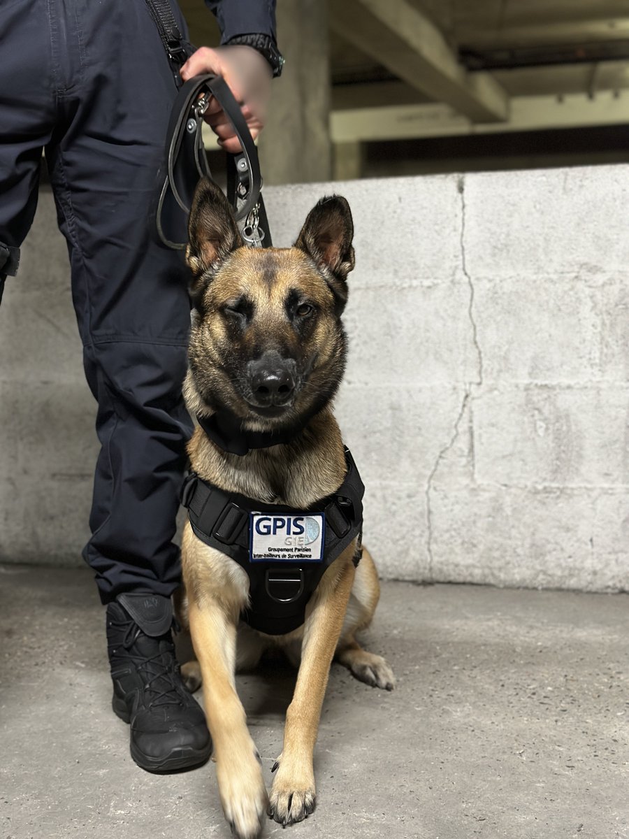 Bienvenue à Shaï qui rejoint les équipes cynophiles !

Sur le terrain le meilleur ami de l’homme 🐶renforce la sécurité en détectant des menaces, et en signalant les éventuelles présences sur le patrimoine.

#progrès #engagement #ethique #K9