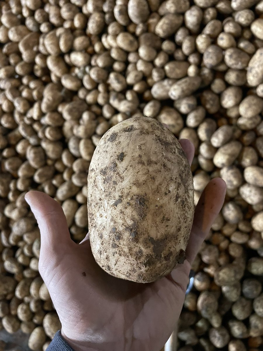 Lovely sample of Elland, first time growing the variety. Only pesticides used pre-planting glyphosate and desiccant