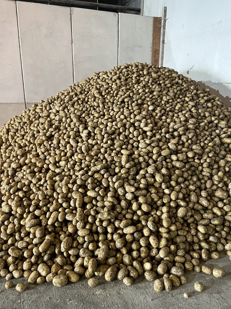 Jamesspick's tweet image. Lovely sample of Elland, first time growing the variety. Only pesticides used pre-planting glyphosate and desiccant