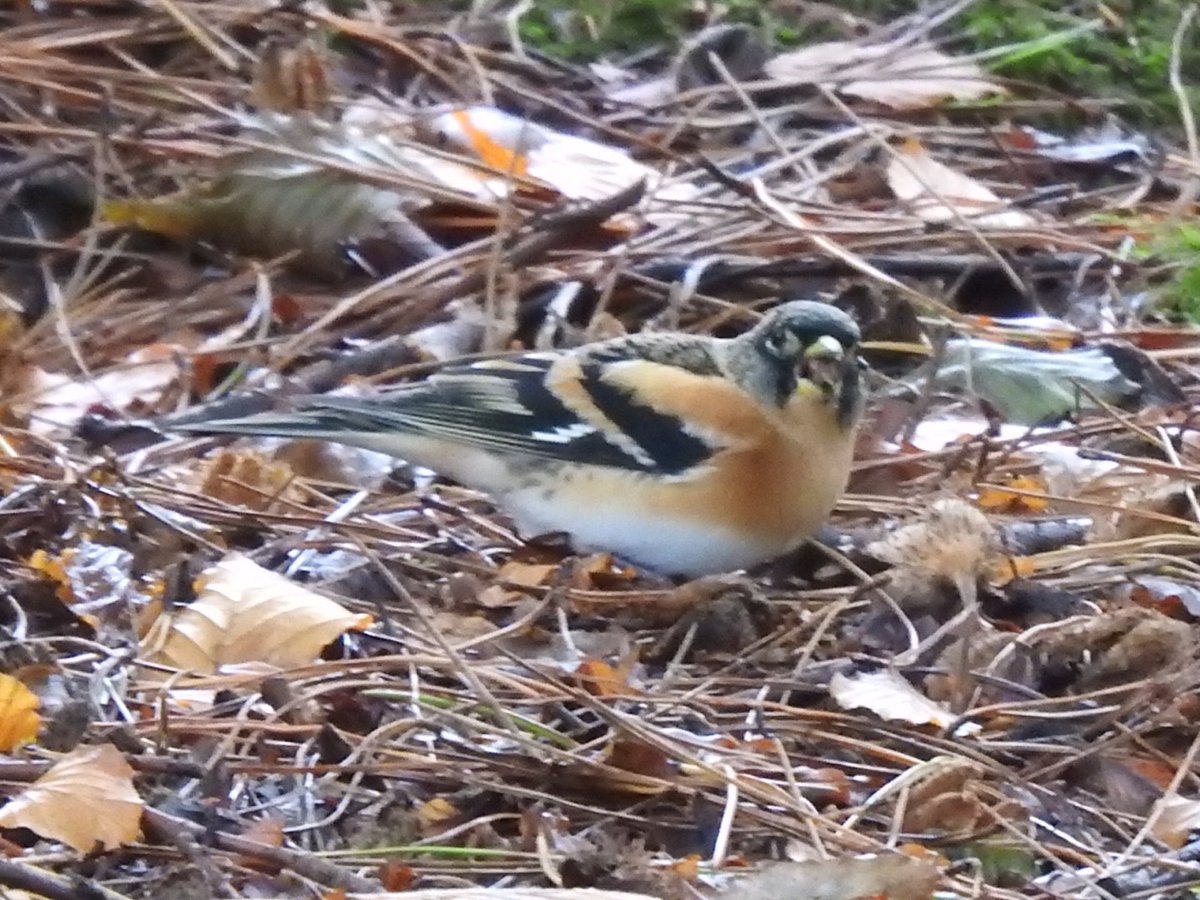 Cannock Chase this week included 30+Crossbills, 25xRedpoll in a flock of 60, including some siskins. Today we saw the 1st Bramblings of the year 19/9,and 1 counted. A stonechat two ravens and six nuthatch were the best of the rest