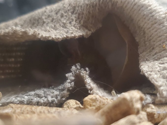 I trapped a baby mouse and it's just a baby so I'm gonna keep it 🤷&zwj;♀️ https://t.co/qa2K4DBpju