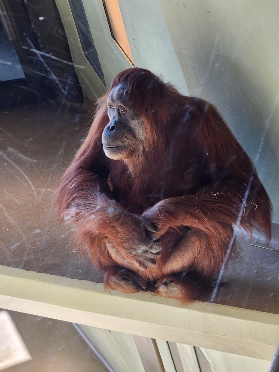 Indy Zoo. #FallBreak <a href="/IndianapolisZoo/">Indianapolis Zoo</a>