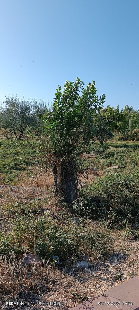 BirglKutlu1's tweet photo. Bakış acısı herkes anlayamaz.. https://t.co/dCifEylwLn