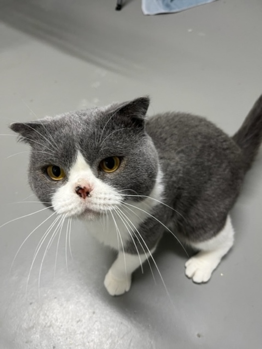 Meet Sir Hamish-Moonie The First, known as Hamish! Hamish is a lovable and endearing cat who is on the lookout for his forever home. He has a heart as big as his desire for attention. Learn more about sweet Hamish-Moonie The First at ow.ly/eJFW50PVM8M #Chilliwackbc