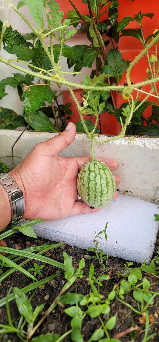成功在望
