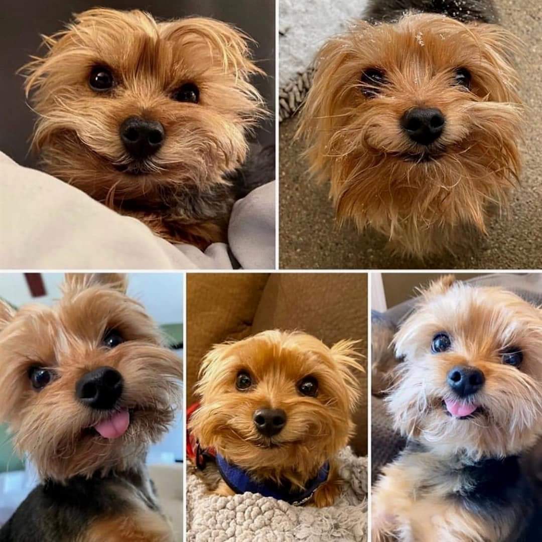 Smile on your face 🥰🐾🐶