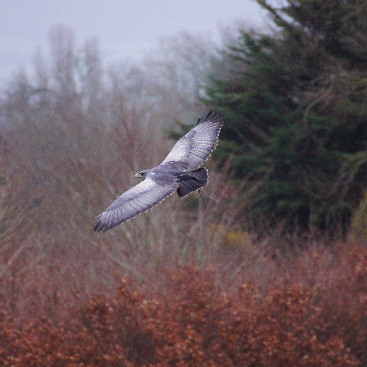 Moet was all about flaunting his feathers this morning after a thrilling flight in the Fly The Big Four Experience!     

Read our blog about all of our thrilling falconry experience days and what they entail. 🦅  

bit.ly/45gSoh4

#raptors #birdlovers #photoraptors