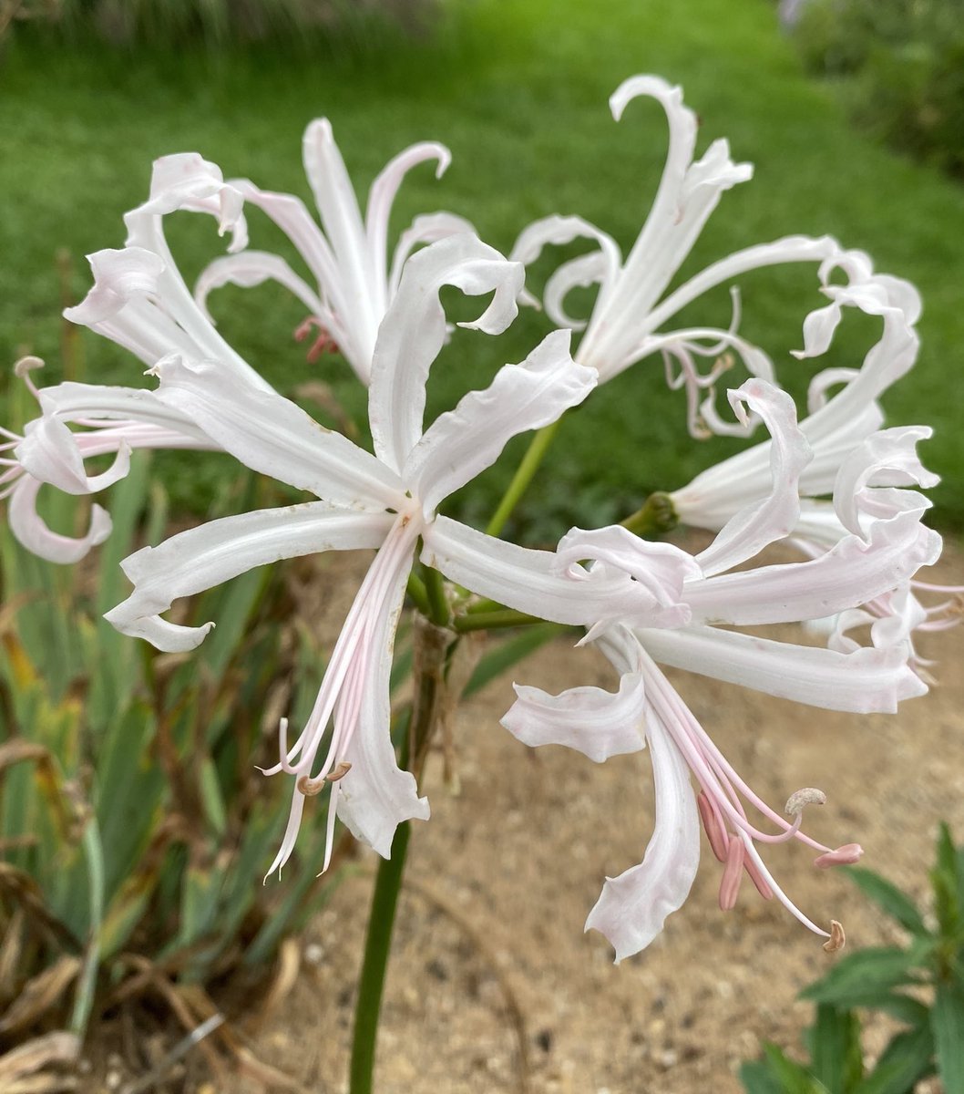 Come and see our Plant Heritage open day for the early hardy Chrysanths but also Asters, Salvias and Nerine Albivetta Saturday 3-5pm ⁦<a href="/Plantheritage/">Plant Heritage</a>⁩