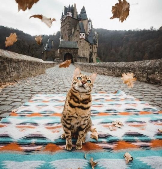 Welcome to my Casa, please wipe your feet on the mat 😭🤣❤️🌈 #cats #CatsofTwittter #CatsLover