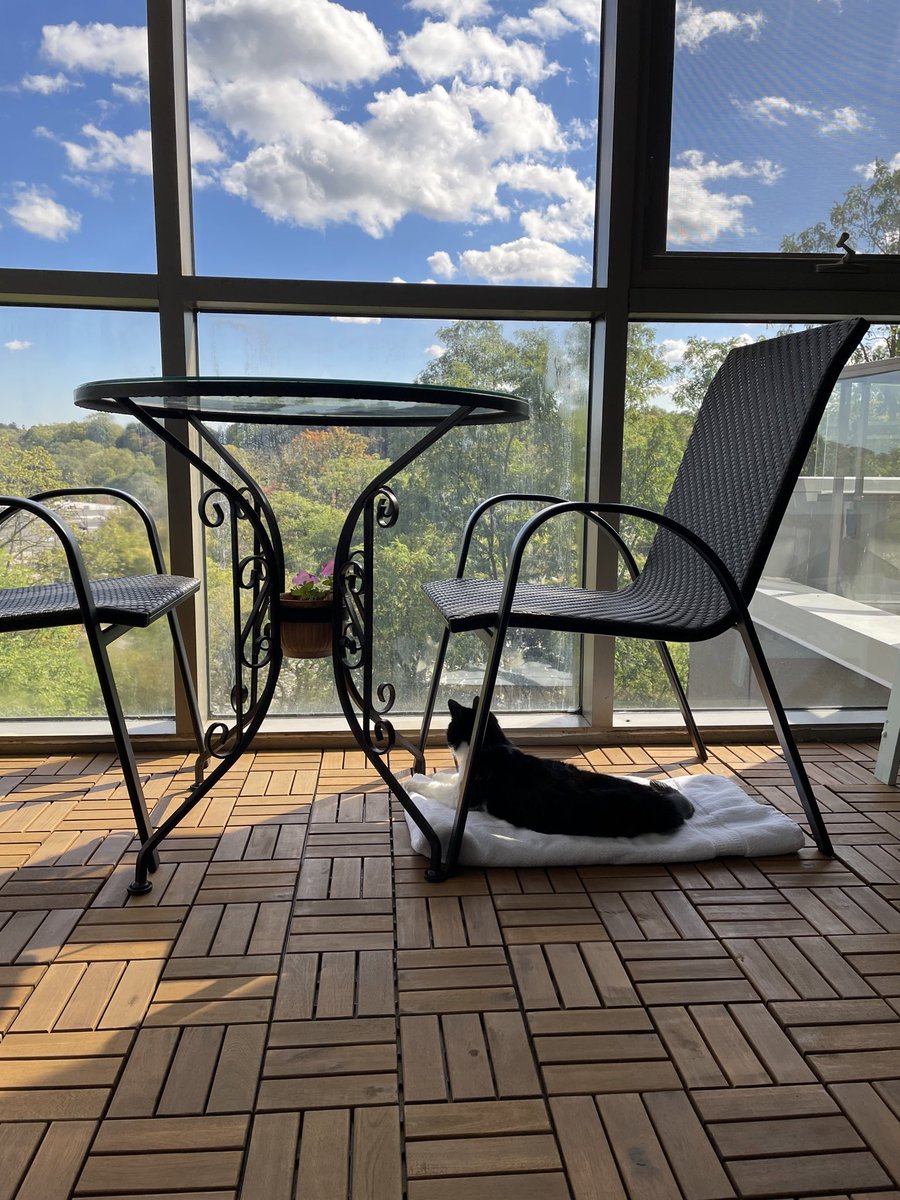 LusiAndAlbert's tweet image. Rough life. #catrules #felinefamily #catlover