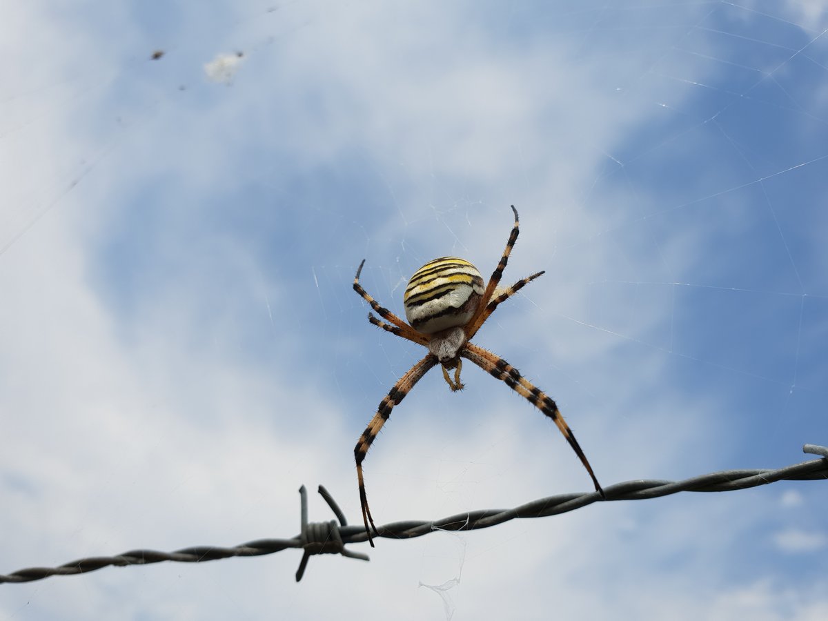 Lisalevels's tweet photo. Some more wonderful web makers🕷️🕸️One's a wasp spider, I'm not sure about the other two. ???
#Spiders #waspspider #ukspider #arachnids #nature #britishspiders #spideridentification https://t.co/Ergzam2C4k