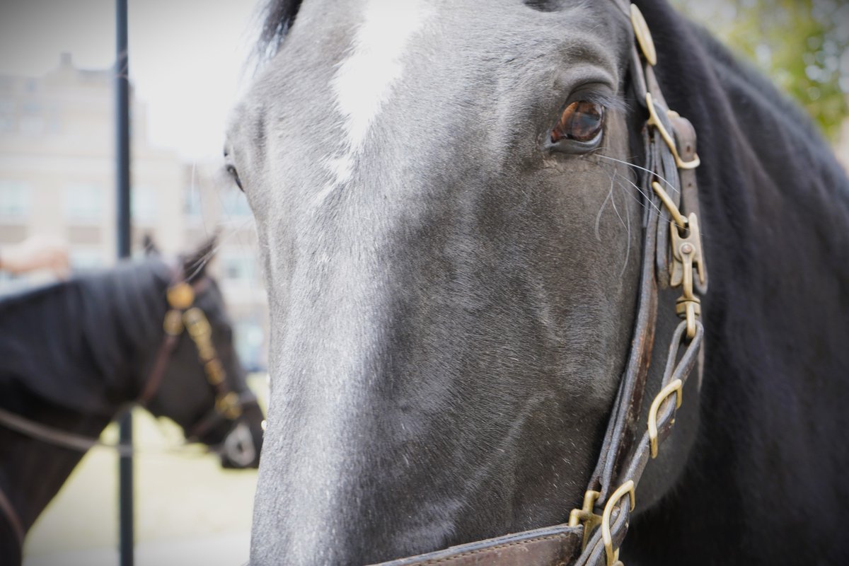 Rochester NY Police tweet media