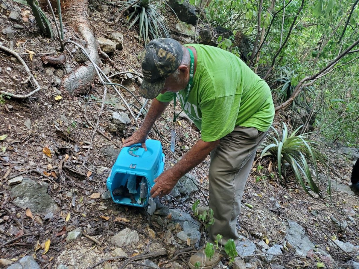 CONAPgt's tweet photo. O ersonal del #CONAPOriente realizó liberación e incorporación de una especie de fauna silvestre de Nombre común: Heloderma y nombre científico: #Heloderma charlesbogerti, al cual se procedió a realizarle sus mediciones de peso ⬇️ https://t.co/Q4G41gaPm0