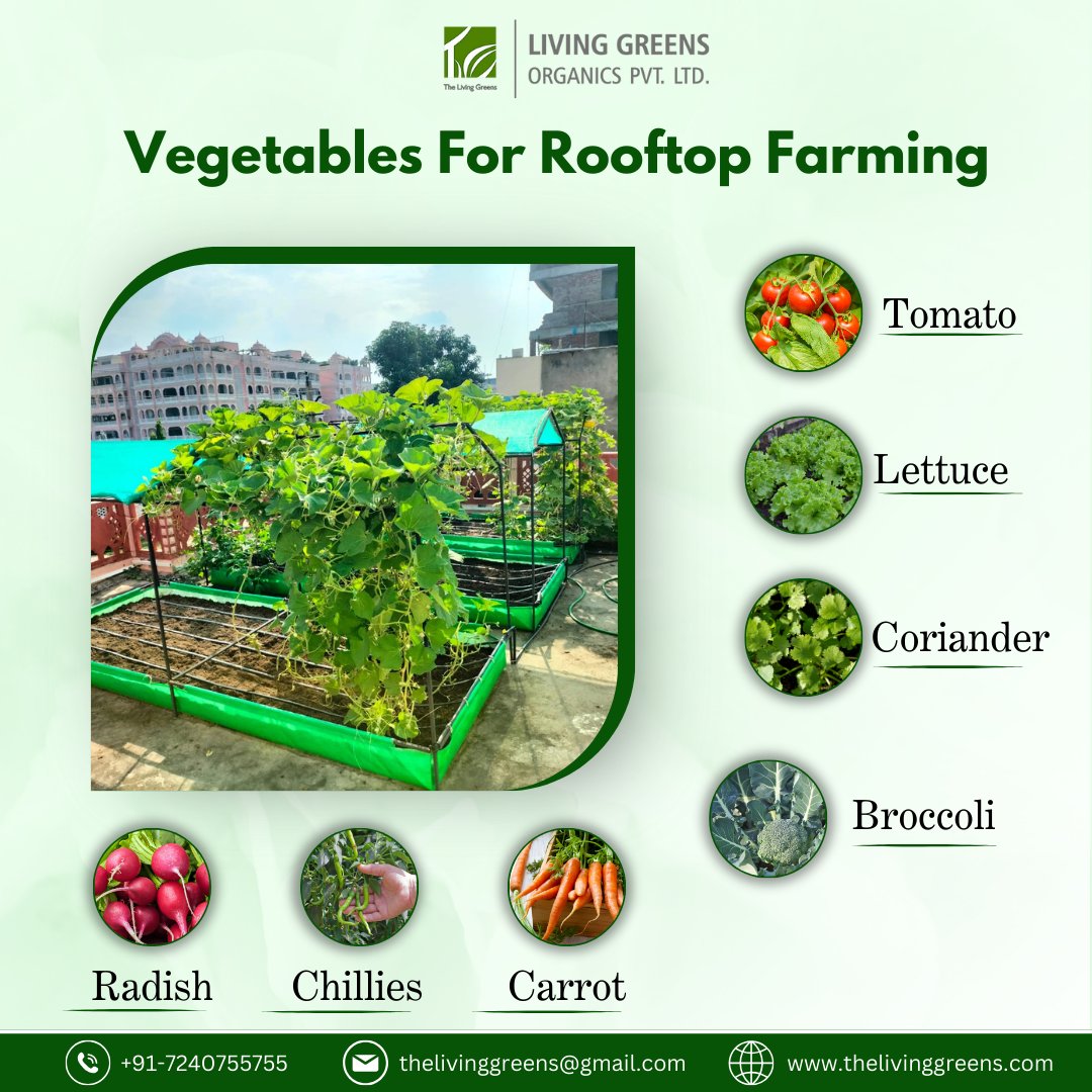 living_greens's tweet photo. Harvest Homegrown Goodness! Learn About Vegetables Ideal for Rooftop Farming.
Visit Our Site- https://t.co/lS6faQBI8t
#thelivinggreens #livinggreensorganics #urbanorganicfarming #organiceaters #schoolfarming #Urbanfarming #Urbanfarmingindia #futurefood #homegrownveggies #gardenX https://t.co/dUSNoImtkE