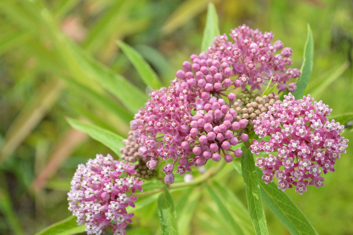 GeoMaitri_'s tweet photo. Common Milkweed (Asclepias syriaca)is a favorite of monarch butterflies &amp; a vibrant native perennial. Create a haven for these delightful visitors while adding a splash of color to ur garden!#Wisconsin #houseplants #gardening #NativePlants #GeomaitriHouseplantSeries #biodiversity https://t.co/flwJdg1rJQ