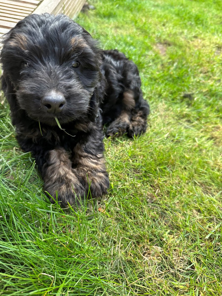 Fish4Dogs.com tweet media