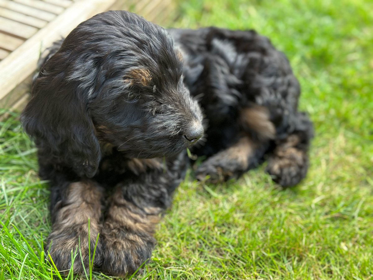 Fish4Dogs.com tweet media