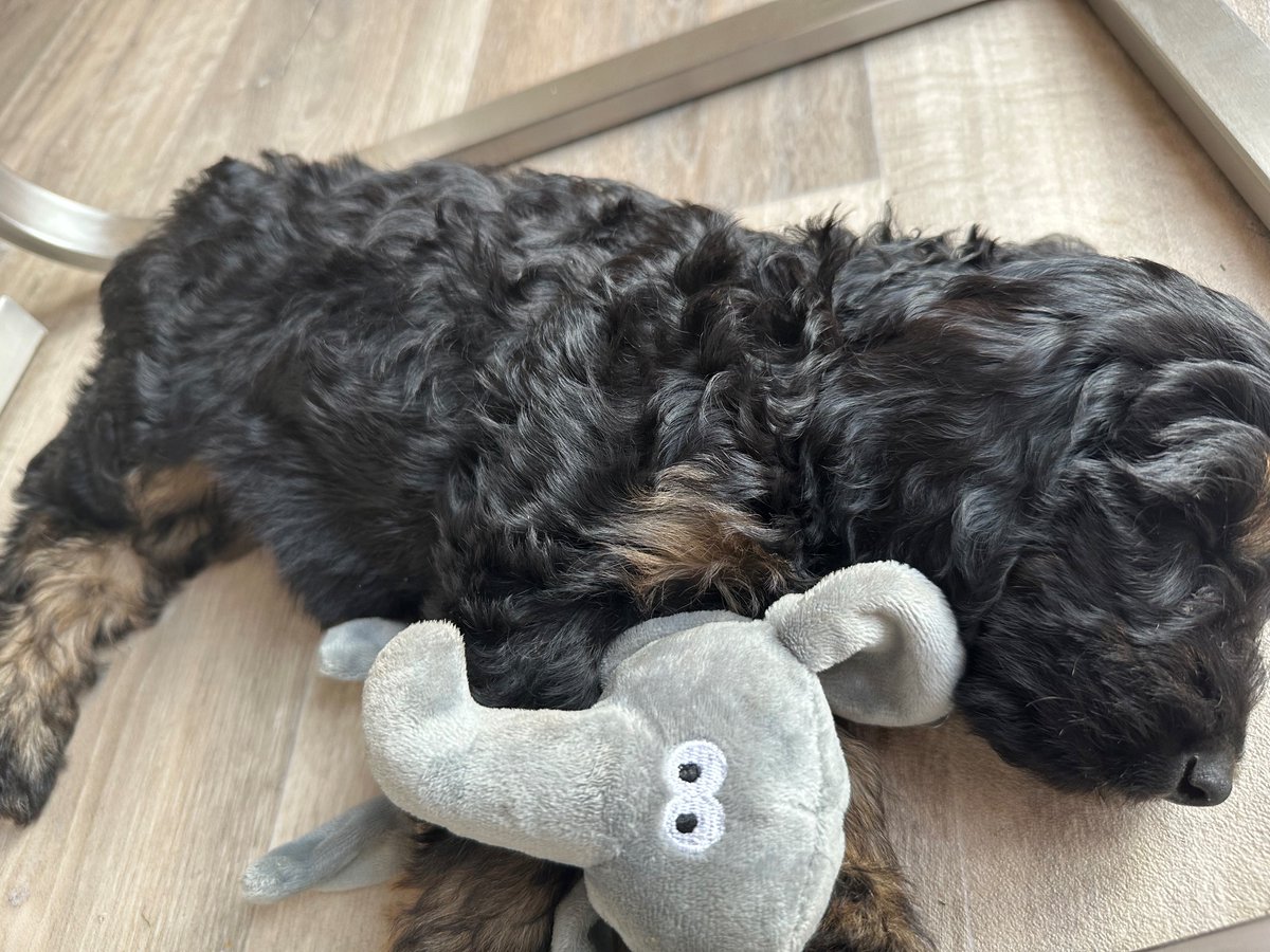 Fish4Dogs.com tweet media