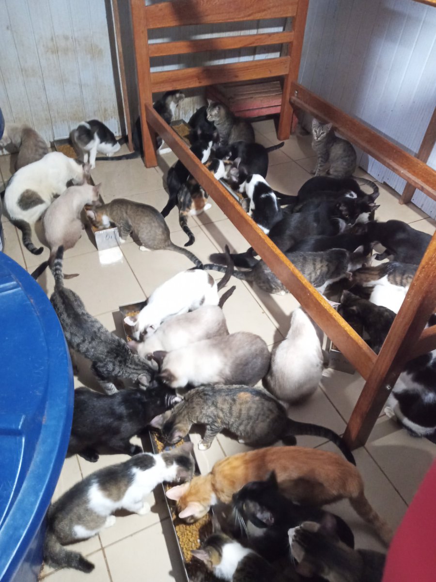 AbrigoAlbertiza's tweet photo. Vamos presentear as crianças peludas do abrigo.
Felicidade tem quatro patas.
Toda ajuda conta.
Pix: tiza1370@gmail.com https://t.co/eGbF1vquXJ