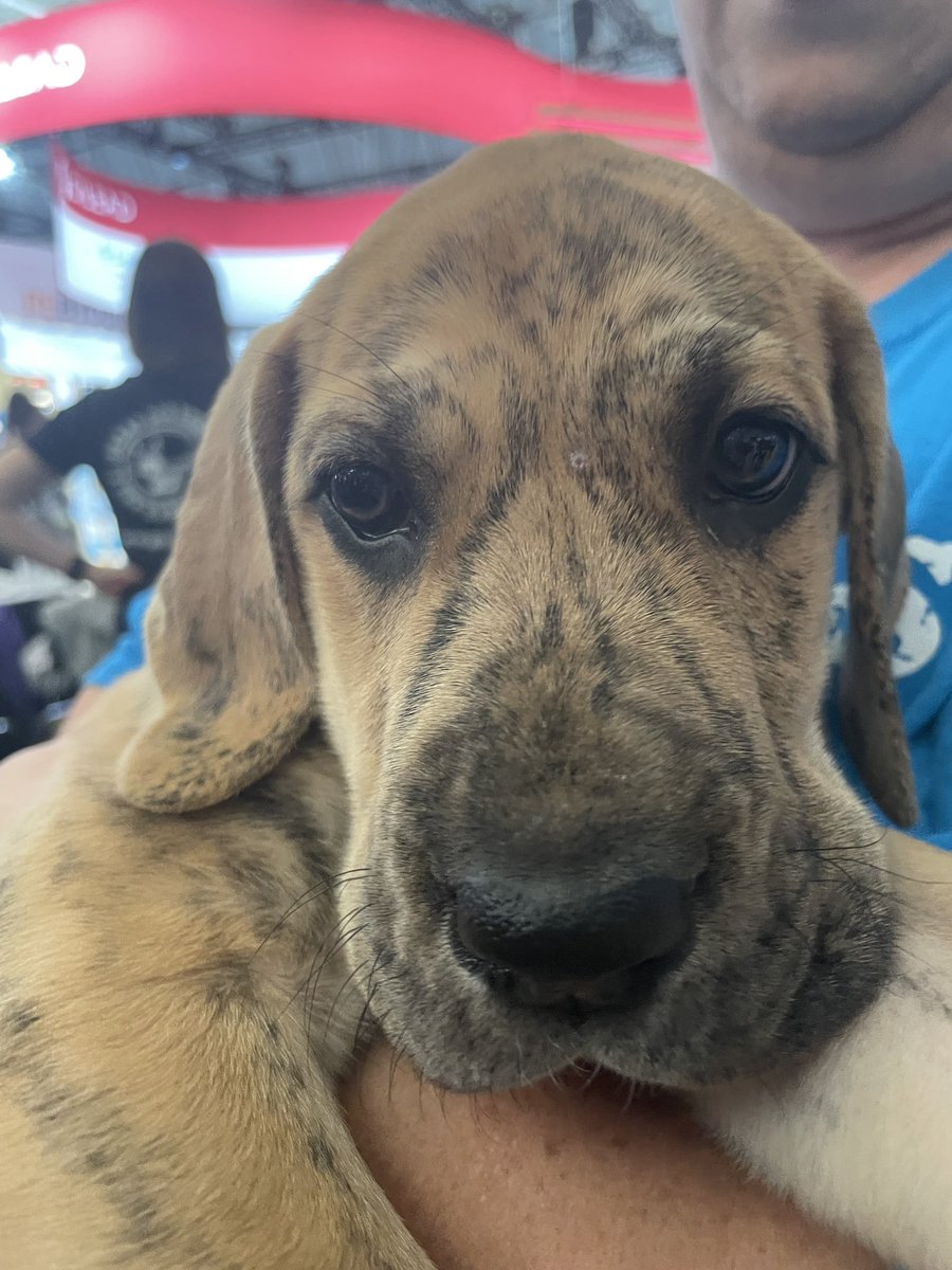 Come visit me! 🥰 The Puppy Wellness Zone is open in the Exhibit Hall now until 2pm ET.