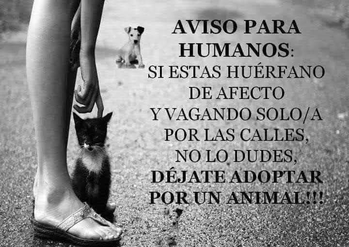 PerroUsuario Wof '•' tweet media