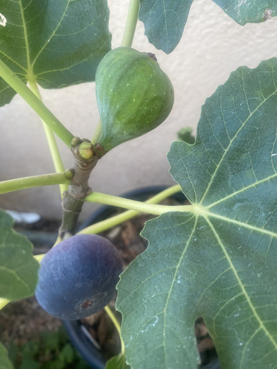 It’s almost ripe. I’m waiting for it to drupe down before I can harvest. It’s needs to be really ripe to get fully delicious favor. Weather with 62 degree is not hot enough for fig to bring out sweetness. 
#fig #noir #barbentane