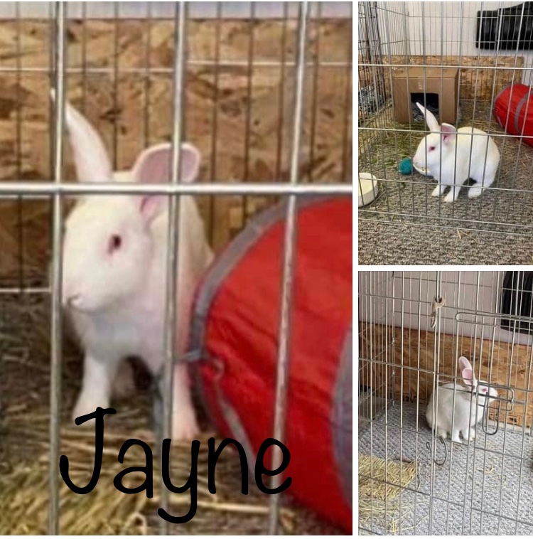 Jayne is currently in a temporary foster home and is looking for a more long term foster home. 
Jayne
Female 
New Zealand 
5-6 months 
Not yet spayed 
Not yet Vaccinated for RHDV2