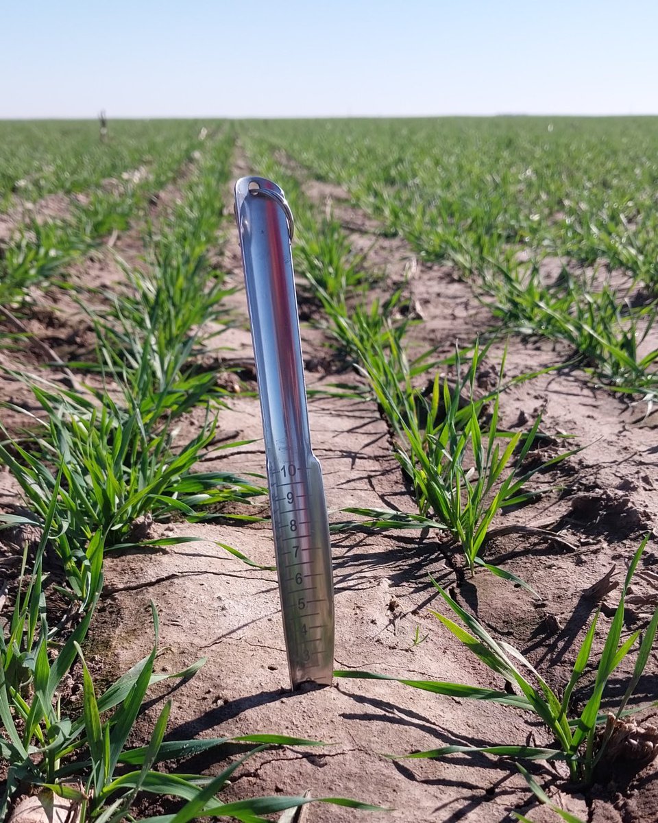 UPLArgentina's tweet photo. 😍😎 En lotes levemente sódicos, el trigo crece igual gracias a las #BiosolucionesUPL by NPP- Natural Plant Protection

✅ Se aplicó #HUMIPLEX50G, nuestro bioactivador de suelos de origen natural, para lograr una mejor implantación del cultivo, mayor desarrollo de raíces, mejor dinámica de nutrientes y mayor producción. 

¿Ya lo conocés? ▶️ Hacelo en https://t.co/8HpiPORRww