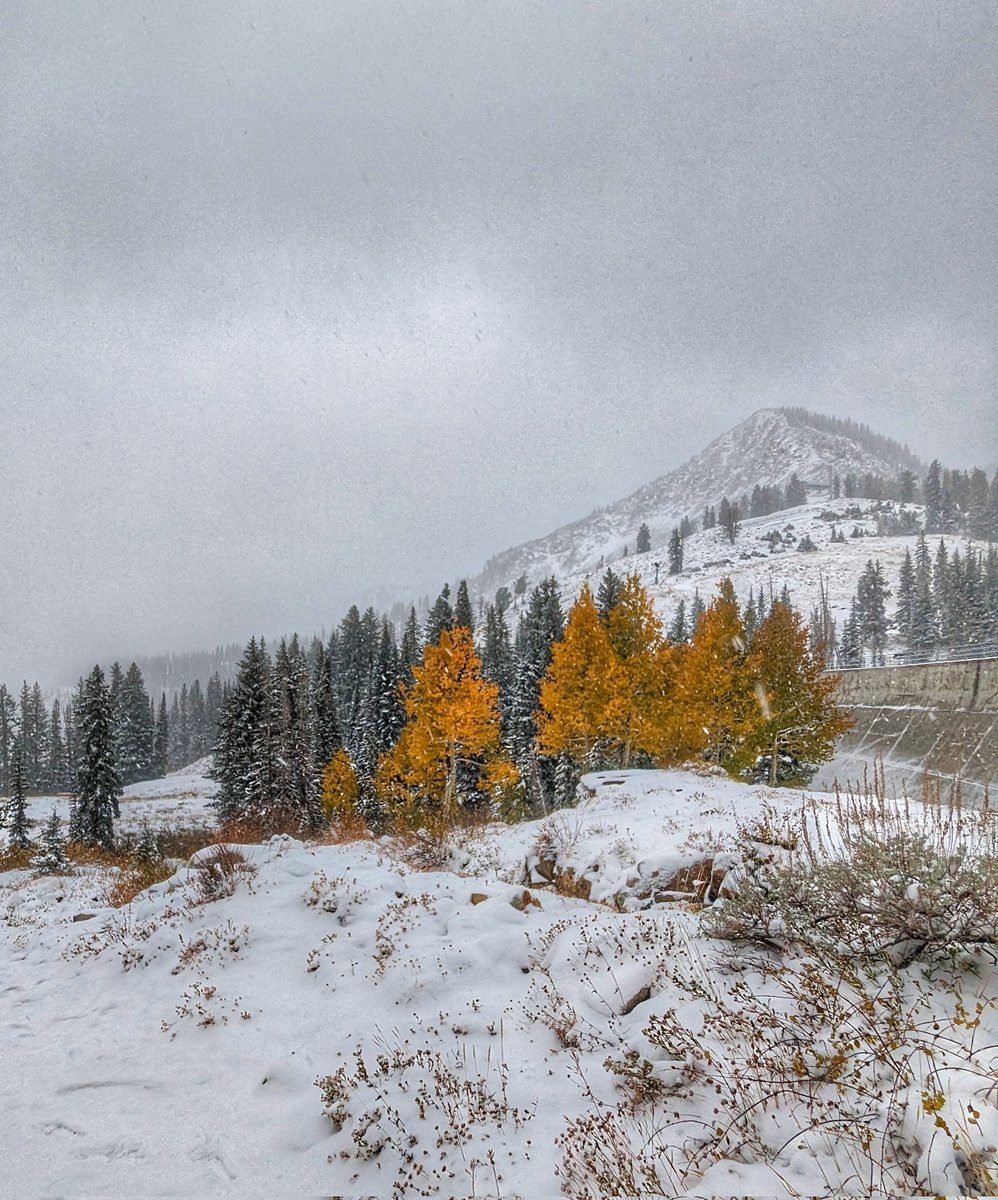 SliceOSunshine's tweet photo. One last fall colors hike in BCC today. Who can resist snowy aspens? #fallcolors #aspens #snow #Octobersnow #hikeutah #hikingadventures #beUTAHful #bcc #firstonthetrail #sunrisehike @ChaseThomason @fox13 @KSL_Matt @KSLcom @NWSSaltLakeCity @UtahIsAwesome @WasatchSnow https://t.co/391nwqQUw5
