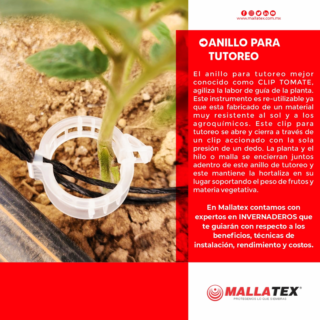 Mallatex's tweet photo. Usa Anillo para el tutoreo de tus cultivos🌱.. En Mallatex manejamos una gran variedad de insumos para el sector de agricultura protegida!

CONTACTANOS, NOSOTROS TE ASESORAMOS!

Contáctanos:
📞 (33) 2016 4875 ✉️info@mallatex.com.mx

#AgriculturaProtegida  #Mallatex #Cultivos https://t.co/75bNJqZMib