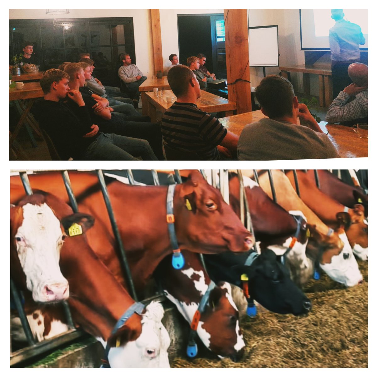 meentboerderij's tweet image. De agrarische jongeren uit de Gooi en Vechtstreek (AJGV) op bezoek! 
Na een boeiende presentatie door Jan Hiddink over het inkruisen van verschillende koeienrassen, een kijkje bij de #procross koeien.