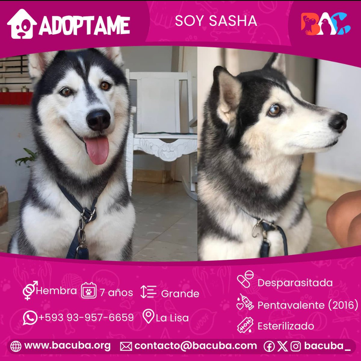 bac_org's tweet photo. 🐾 **¡HOLA! SOY SASHA Y BUSCO UN HOGAR!** 🐾

¡Hola humanos! Soy Sasha, una Husky Siberiano de 7 años 🐕❄️. Actualmente, vivo en Calle 37 e158y180 #15831, en La Lisa, La Habana. Si quieres encontrarme, estoy cerca de la Secundaria Osvaldo Rafael Sanchez 🏫.

Me encantaría contarles un poco sobre mí: 

✨ Estoy esterilizada, ¡sí! La Dra. Miosotis, en la clínica cerca del paradero de playa, me ayudó con eso en abril de 2021. 

💦 Me gusta tomar agua fresquita y me encanta dormir con aire acondicionado. Por lo general, duermo en un cuarto 🛏.

🍖 Como una vez al día, cerca de las 7 pm, y siempre hago mis necesidades afuera de la casa 🌿.

👥 En cuanto a mi personalidad, me llevo bien con los adultos. Aunque debo admitir que a veces soy un poquito celosa con los niños 🧒. Nunca he convivido con otros animales, así que no sé cómo me llevaría con ellos 🤷‍♀️.

💉 Tengo dos dosis de la vacuna pentavalente, aunque mi última vacunación fue en junio de 2016. Y aunque no estoy inscrita en el Registro Cubano de Mascotas, puedo decirles que soy una perrita tranquila 🐾.

Mi querida Elaine Espinosa es quien me está ayudando a encontrar un hogar 🏡. Si piensas que podrías ser mi nueva familia, ¡por favor ponte en contacto! Me encantaría conocerte y llenar tu vida de alegría y cariño 💙. ¡Espero encontrarte pronto! 🐕❤️🏠.