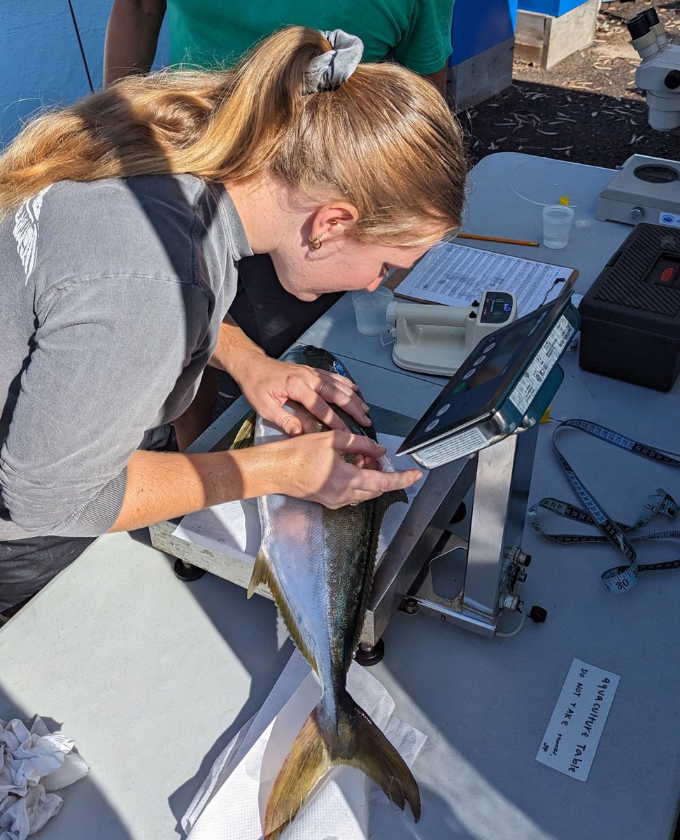 This month, we are assessing our broodstock populations. Up first our F1 California Yellowtail. We record length and weight &amp; assess the overall health of each fish. For all of our broodstock populations, we determine the sex of each individual using cannulation. Seen here.