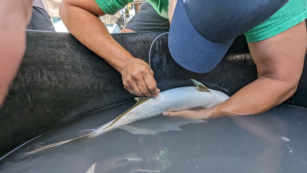 Hubbs-SeaWorld Research Institute tweet media