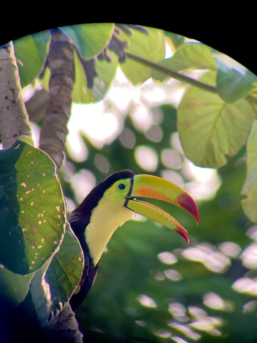 ☀️Wake up to the melodic calls of toucans and the symphony of nature. At Villa Massis, the vibrant wonders of the Belizean jungles are right outside your window🍃🐧
.
.
.
.
.
#villamassis #toucan #birdsofbelize #belizebirdwatching #sanignaciobelize #sanignacio #travelbelize